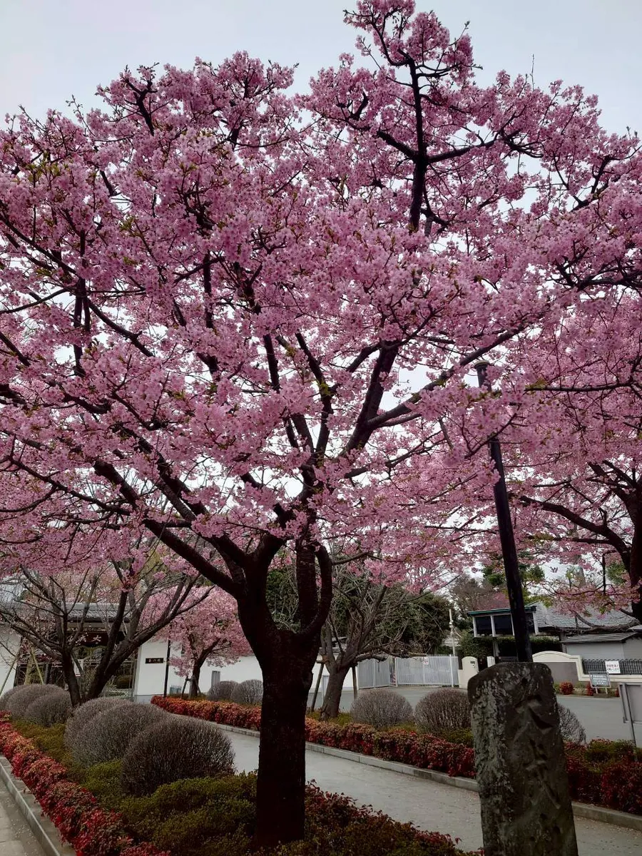 春の訪れ 🌸