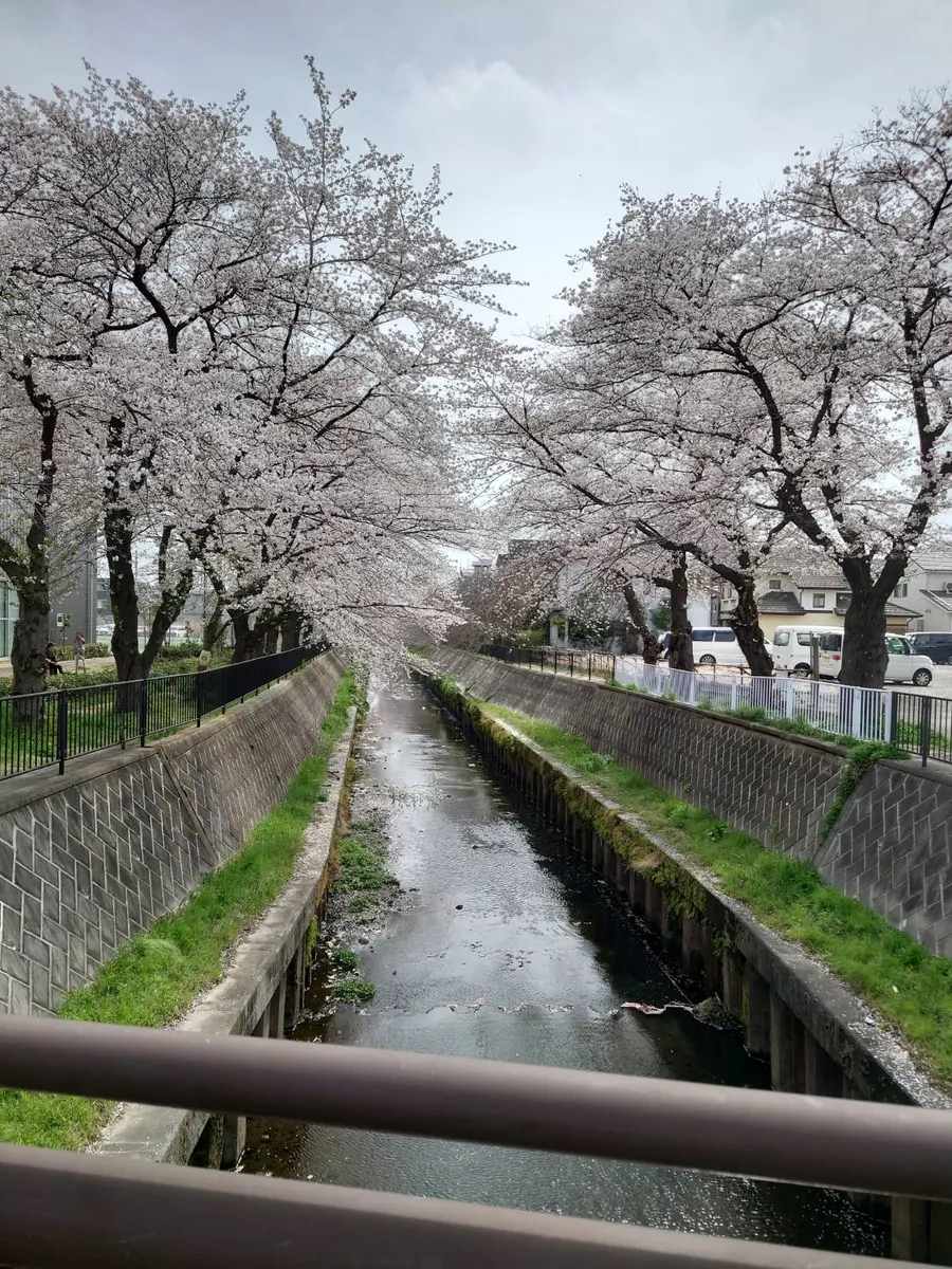 🌸新しい季節と、こころの揺れ